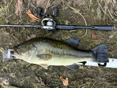 ブラックバスの釣果