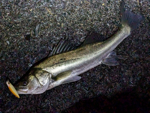 フッコ（マルスズキ）の釣果