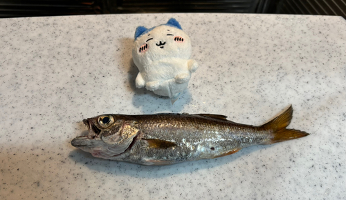 クロムツの釣果