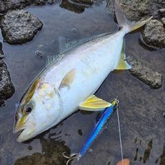 ショゴの釣果