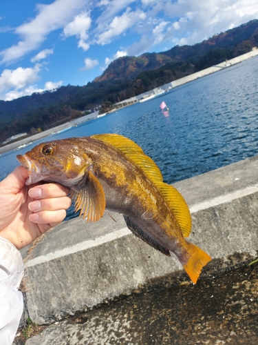 アイナメの釣果