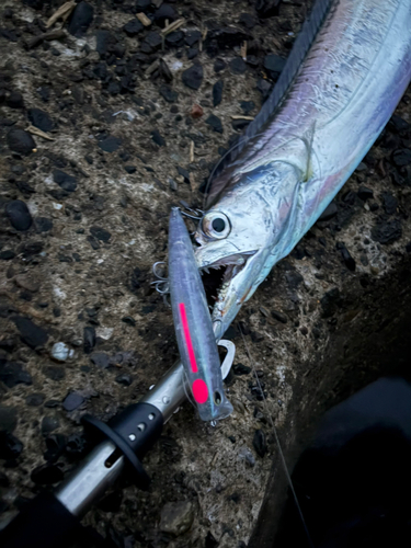 タチウオの釣果