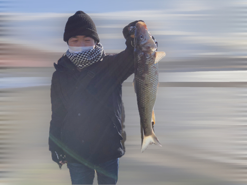 ニゴイの釣果