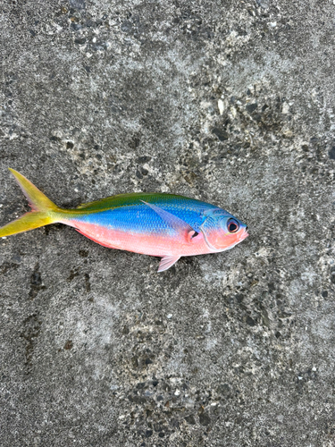 ウメイロモドキの釣果