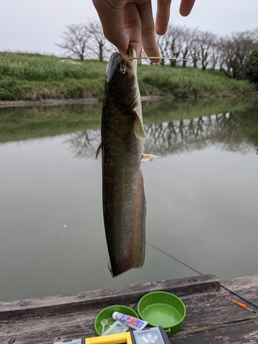 ニホンナマズの釣果