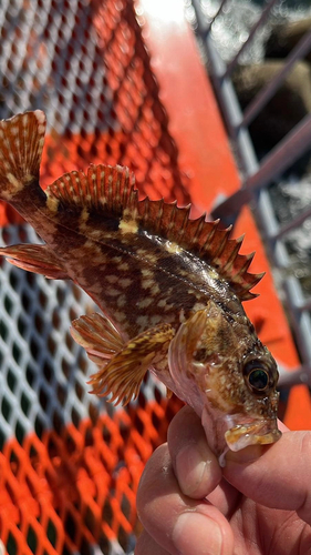 カワハギの釣果