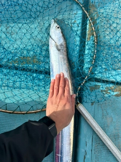 タチウオの釣果