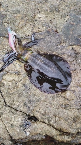 浜田マリン大橋