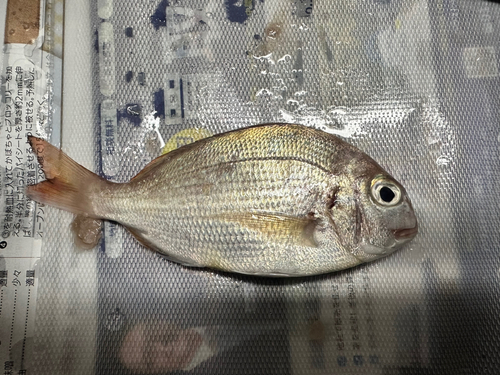 タイの釣果