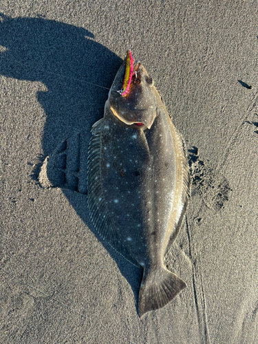 ヒラメの釣果