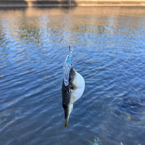 クサフグの釣果