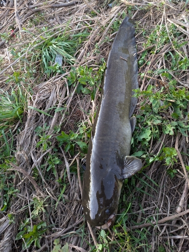 ナマズの釣果