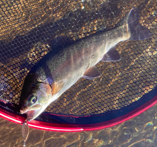 ニジマスの釣果