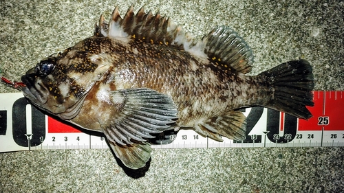 オウゴンムラソイの釣果