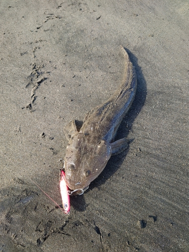 マゴチの釣果