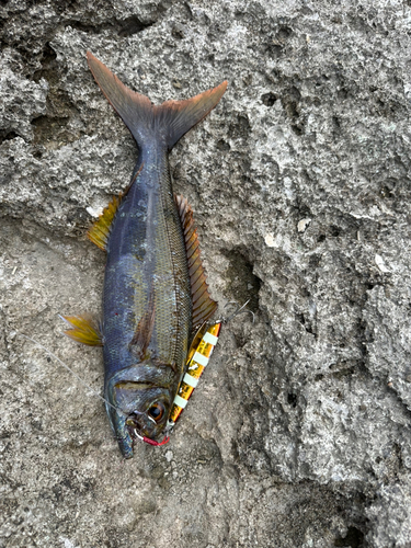 イシフエダイの釣果