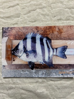 イシダイの釣果