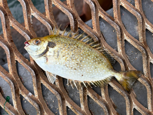 アイゴの釣果