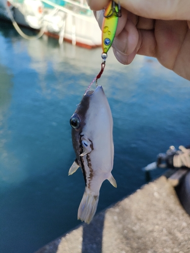 カワハギの釣果