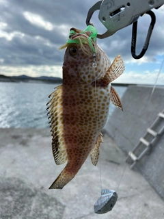 オオモンハタの釣果