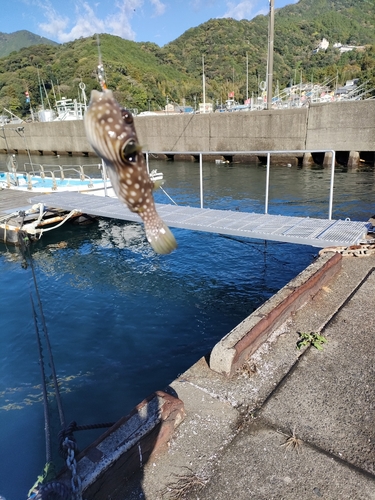 フグの釣果