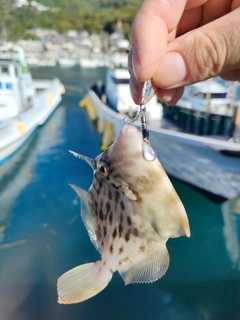 カワハギの釣果