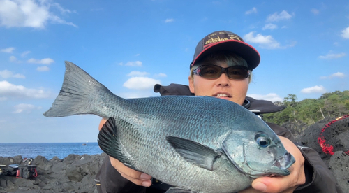 メジナの釣果