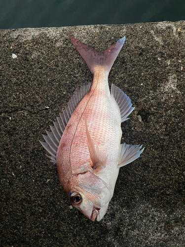 マダイの釣果