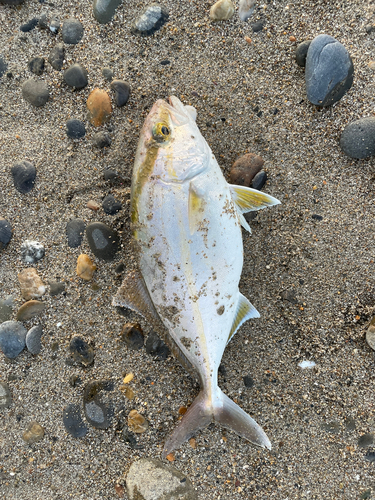 カンパチの釣果