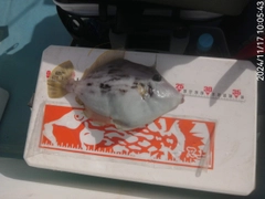 カワハギの釣果