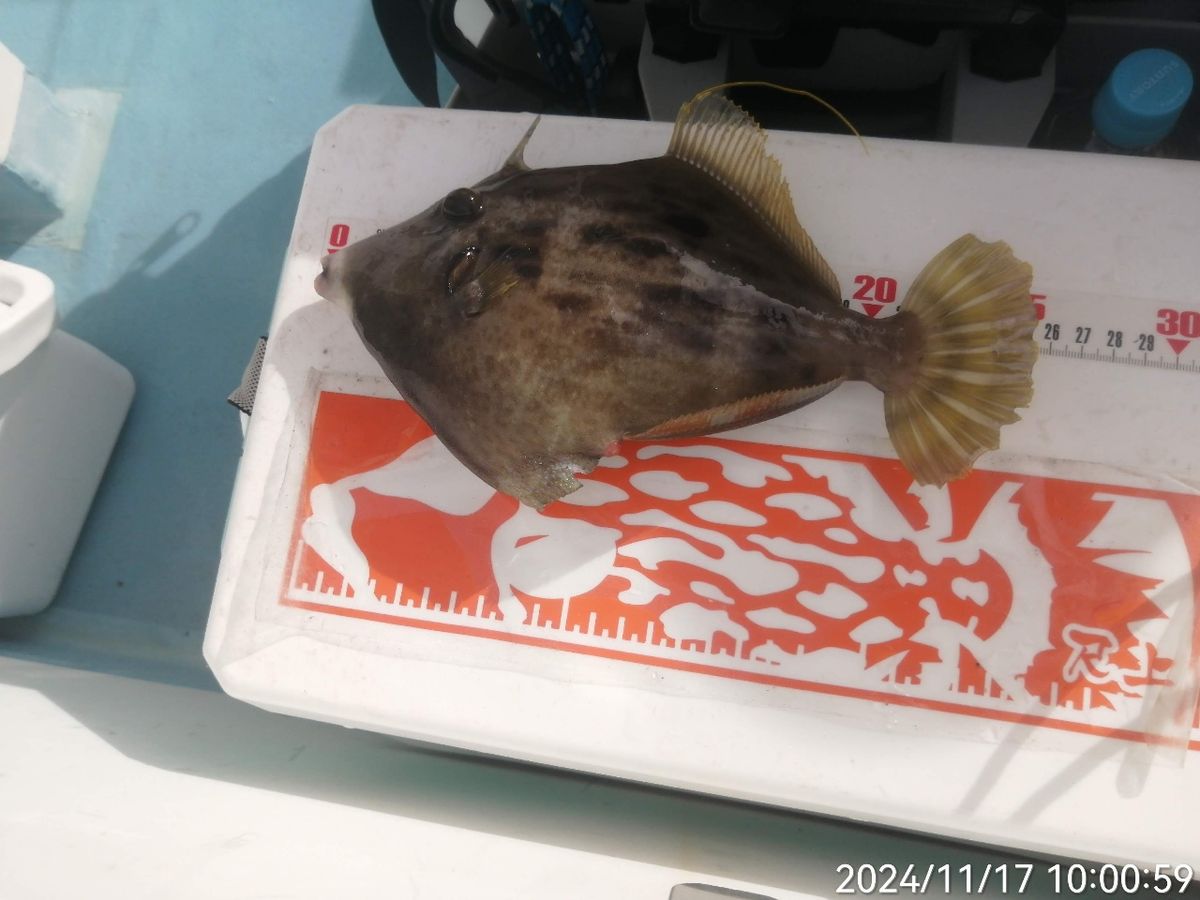 にゃんすけさんの釣果 2枚目の画像