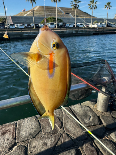 新居海釣公園