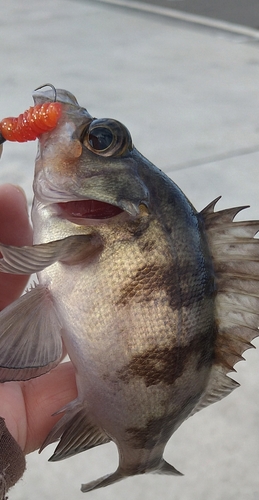 メバルの釣果