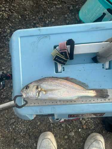 イシモチの釣果