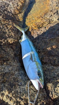 ツバスの釣果