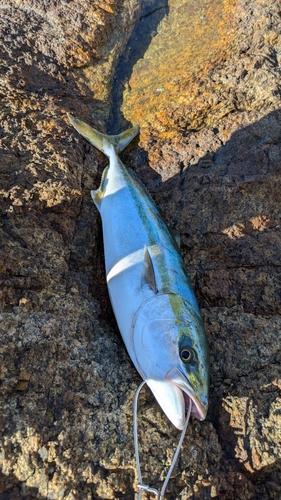 ツバスの釣果