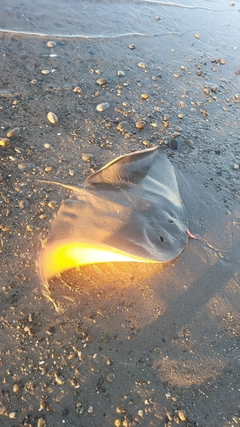 ツバクロエイの釣果