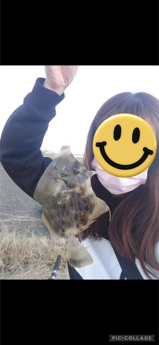 カワハギの釣果