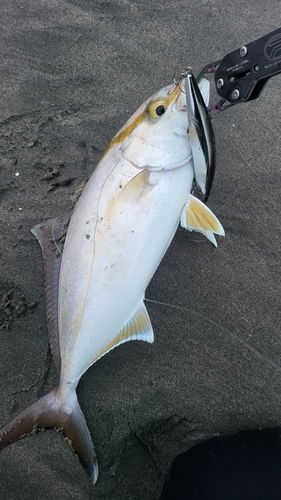 ショゴの釣果