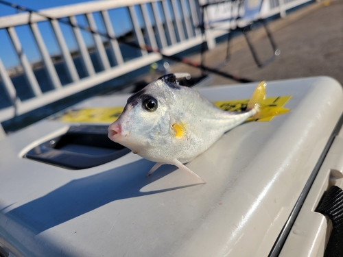 ギマの釣果