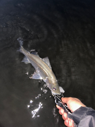 セイゴ（マルスズキ）の釣果