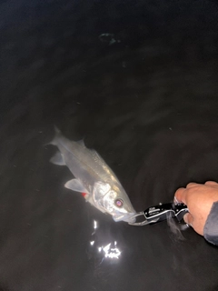 セイゴ（マルスズキ）の釣果