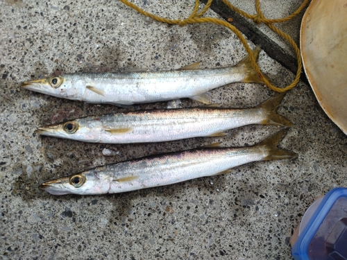 アカカマスの釣果