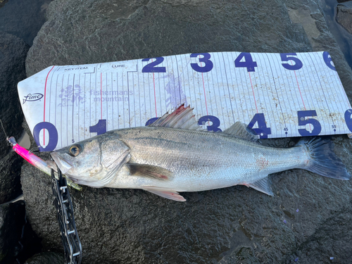 シーバスの釣果