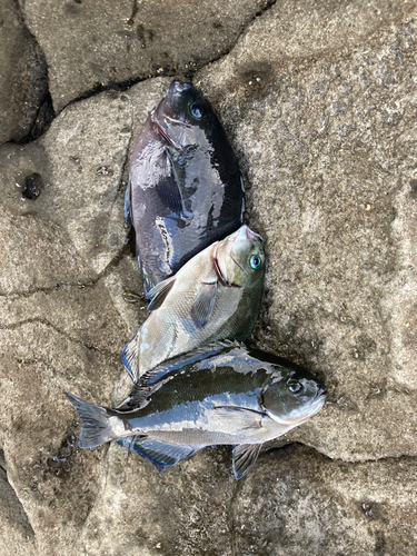 メジナの釣果