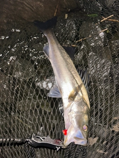 マルスズキの釣果