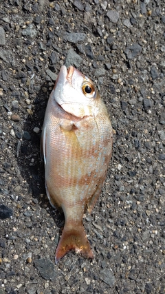 マダイの釣果