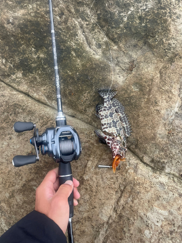 ヒトミハタの釣果