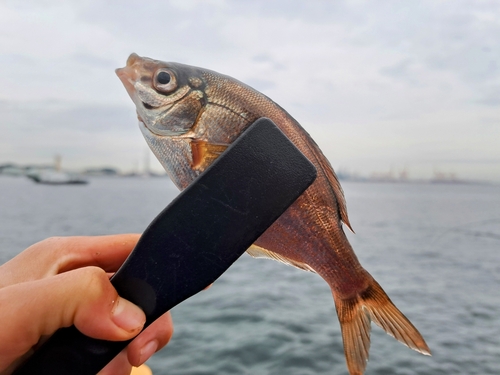 ウミタナゴの釣果