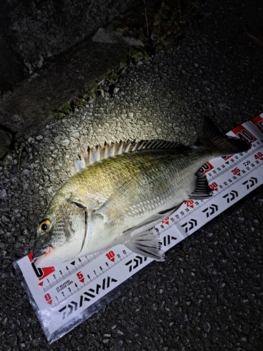 ミナミクロダイの釣果